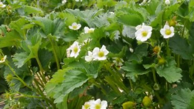 Baharda kocaman bir çilek tarlası. Etrafı samanla kaplanmış taze yeşil filizler ve çilek çiçekleri. Yumuşak ve uzun sıra çilek çalıları. Görüntüyü kapat.