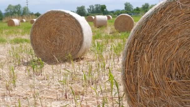 田里堆满了稻草或干草 — 图库视频影像