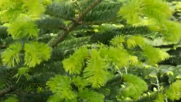 Las nuevas ramas verdes jóvenes del árbol de Navidad se balancean en el viento en primavera o verano — Vídeos de Stock