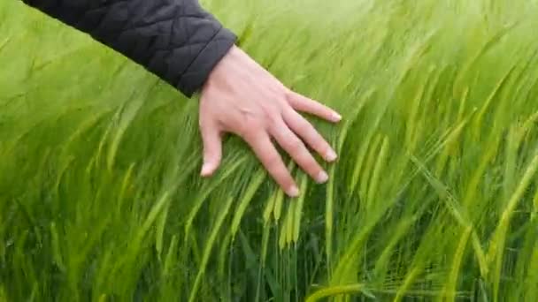 Male hand touching green young wheat ears in the wind and ripens for the future harvest — Stock Video