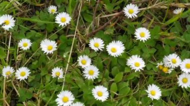 Rüzgarda savrulan küçük narin papatya çiçekleri.