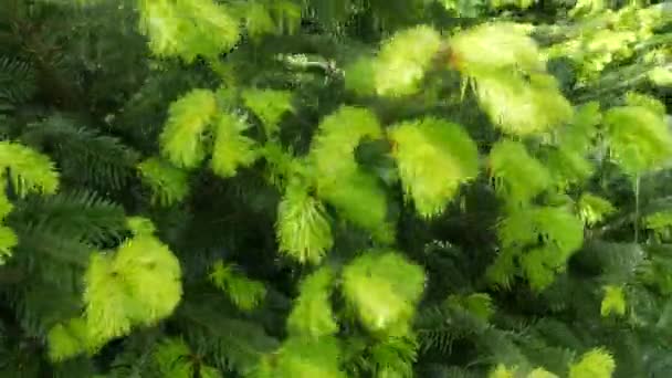 Молоді зелені нові гілки ялинки погойдуються на вітрі навесні або влітку — стокове відео