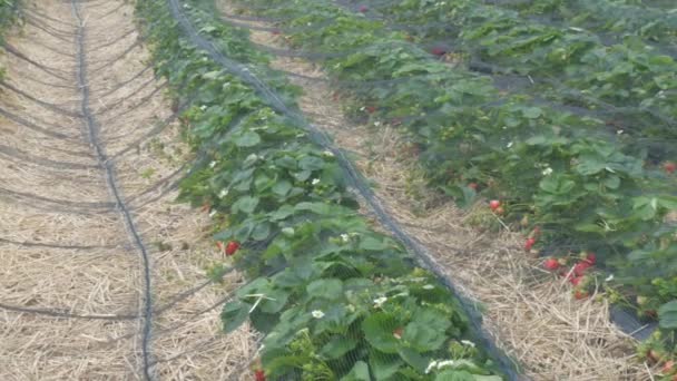 A field of young strawberries covered with a special net with sprouts, flowers and green berries — Stock Video