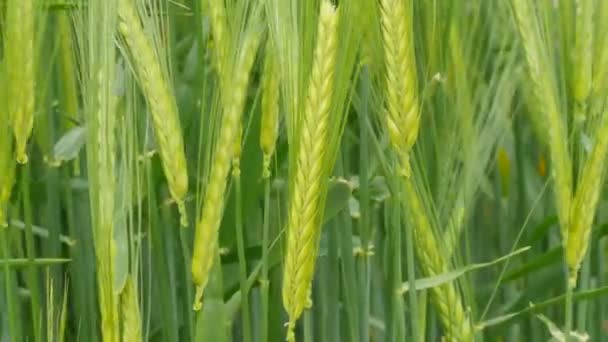 風に吹かれた緑の若い小麦の耳のフィールドと将来の収穫のために熟す — ストック動画