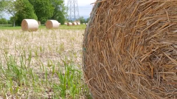 田里堆满了稻草或干草 — 图库视频影像