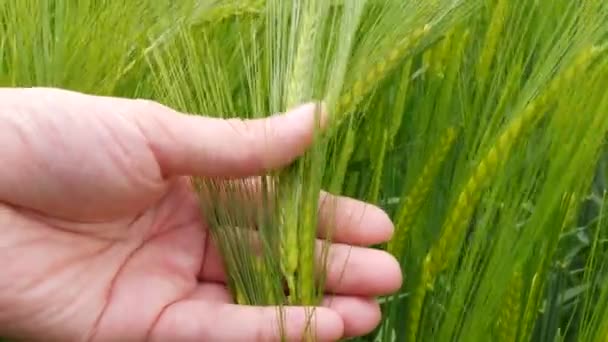 Mužská ruka dotýkající se zelených mladých pšeničných uší ve větru a dozrává pro budoucí sklizeň — Stock video