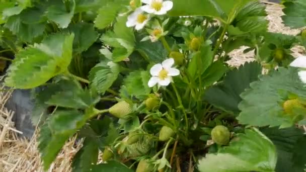 若い緑の芽とイチゴの花がわらで覆われている春の巨大なイチゴ畑。イチゴの茂みの滑らかで長い列。ビューを閉じる. — ストック動画