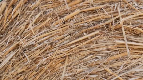 Haystack of stro van dichtbij bekijken — Stockvideo