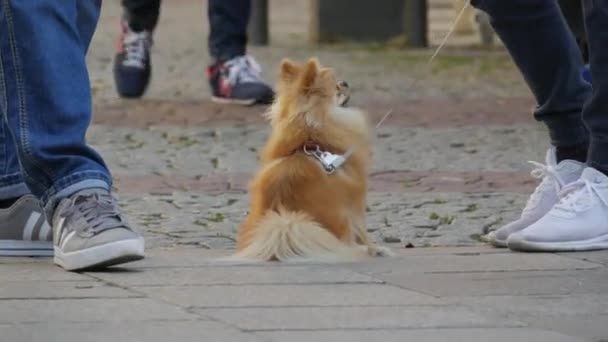 2 October 2021 - Strasbourg, France: A small funny Spitz dog on a leash walks at the feet on crowd of tourists on the square in front of the world famous Strasbourg Cathedral — Stock Video