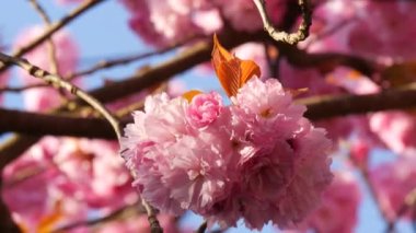 Olağandışı güzel pembe sakura çiçekleri bir bahar günü bir ağaçta yakın görüş.