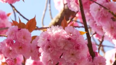 Olağanüstü güzel pembe sakura çiçekleri bir bahar günü bir ağaçta mavi bir gökyüzüne karşı