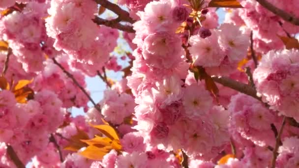 ดอกซากุระสีชมพูที่สวยงามผิดปกติบนต้นไม้ในวันฤดูใบไม้ผลิ — วีดีโอสต็อก