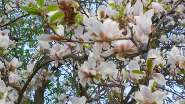 Niesamowicie piękne białe kwitnące drzewo magnolii. Kwiaty magnolii na płatkach których woda odbija się w sezonie wiosennym — Wideo stockowe