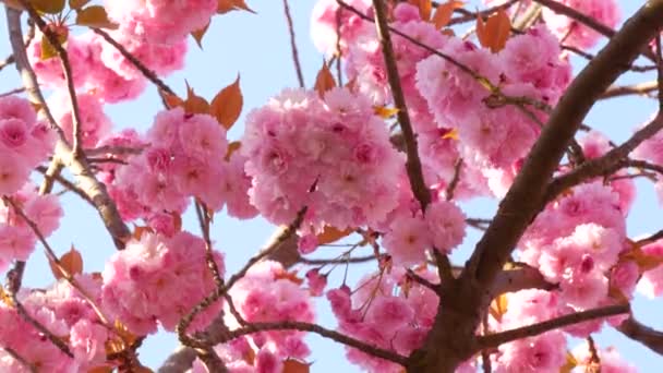 Ongewoon mooie rose sakura bloemen op een boom op een voorjaar dag tegen een blauwe lucht — Stockvideo