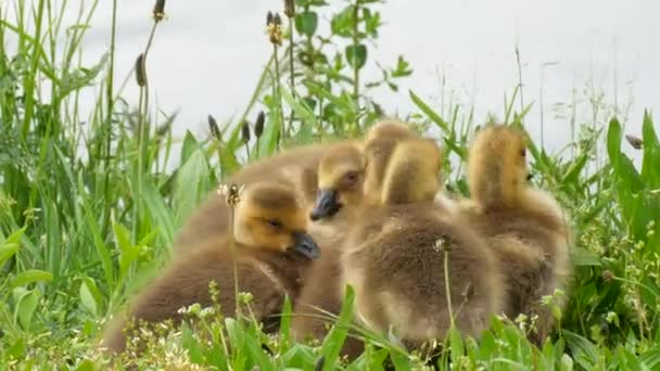 Yavrular uyur, tuhaf hareket eder ve yeşil çimenlerde birbirlerine sarılırlar. Kanada kazları — Stok video