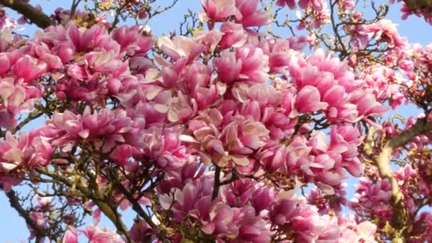 Unusually beautiful pink sakura flowers on a tree on a spring day against a blue sky — Stock Video