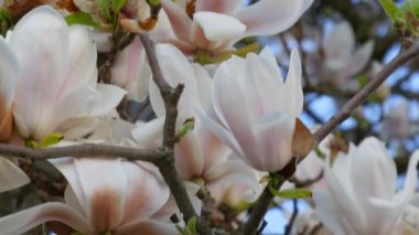İnanılmaz güzel beyaz çiçekli bir manolya ağacı. Bahar mevsiminde suların yansıdığı taç yaprakları üzerindeki manolya çiçekleri.