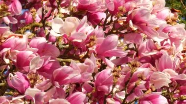 İnanılmaz güzel pembe çiçekli bir manolya ağacı. Bahar mevsiminde suların yansıdığı taç yaprakları üzerindeki manolya çiçekleri.