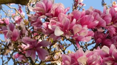 İnanılmaz güzel pembe çiçekli bir manolya ağacı. Bahar mevsiminde suların yansıdığı taç yaprakları üzerindeki manolya çiçekleri.