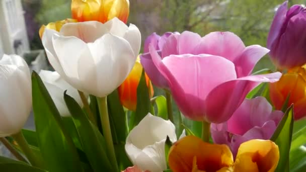 Pétalas de tulipas multicoloridas branco, rosa, lilás, laranja em um buquê de primavera no peitoril da janela pela janela — Vídeo de Stock