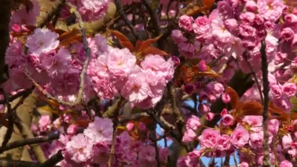 Inusualmente hermosas flores de sakura rosa en un árbol en un día de primavera vista de cerca — Vídeos de Stock