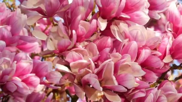 信じられないほど美しいピンクの開花マグノリアの木。春には花弁にマグノリアの花を咲かせます。 — ストック動画