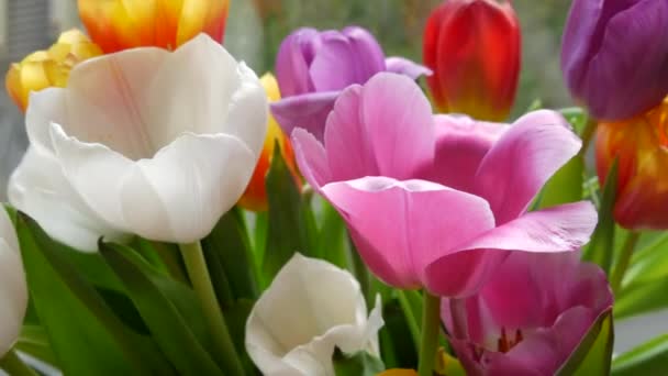 Pétalas de tulipas multicoloridas branco, rosa, lilás, laranja em um buquê de primavera no peitoril da janela pela janela — Vídeo de Stock