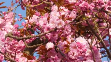 Olağandışı güzel pembe sakura çiçekleri bir bahar günü bir ağaçta yakın görüş.