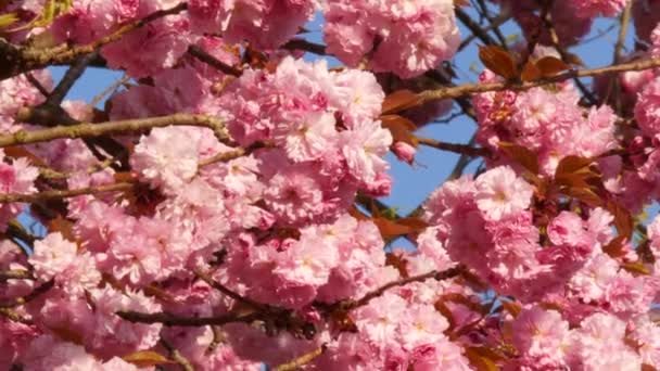 Unusually beautiful pink sakura flowers on a tree on a spring day against a blue sky — Stock Video