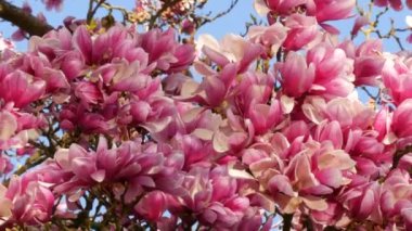 İnanılmaz güzel pembe çiçekli bir manolya ağacı. Bahar mevsiminde suların yansıdığı taç yaprakları üzerindeki manolya çiçekleri.