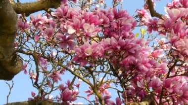 İnanılmaz güzel pembe çiçekli bir manolya ağacı. Bahar mevsiminde suların yansıdığı taç yaprakları üzerindeki manolya çiçekleri.