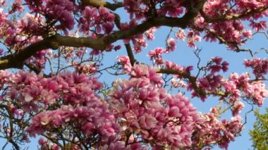 Olağanüstü güzel pembe sakura çiçekleri bir bahar günü bir ağaçta mavi bir gökyüzüne karşı
