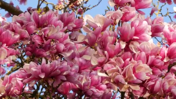 一棵非常漂亮的粉色花木兰花树。花在花瓣上，春天的季节里，花瓣上的水会反射出来 — 图库视频影像