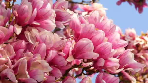 Een ongelooflijk mooie roze bloeiende magnolia boom. Magnolia bloemen op de bloemblaadjes waarvan water wordt weerspiegeld in het voorjaarsseizoen — Stockvideo
