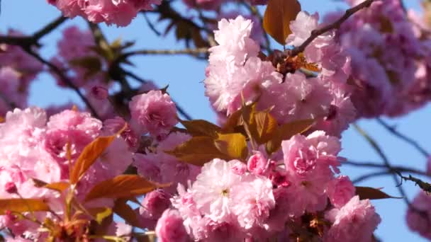 Unusually beautiful pink sakura flowers on a tree on a spring day against a blue sky — Stock Video