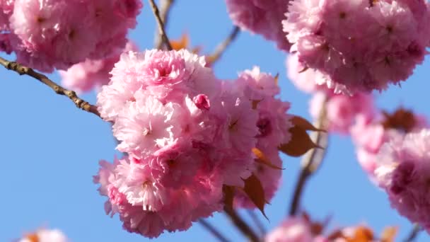 Ungewöhnlich schöne rosa Sakura-Blüten auf einem Baum an einem Frühlingstag Nahaufnahme — Stockvideo