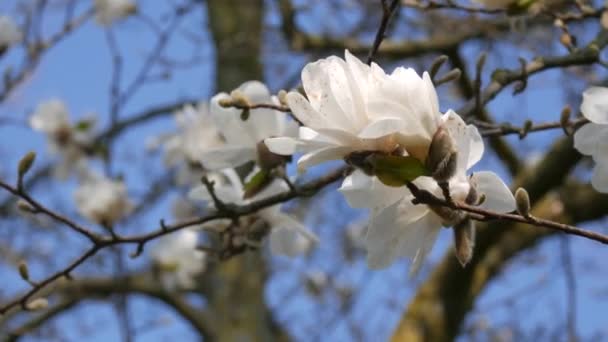 Beautiful white magnolia flowers against spring blue sky — Stock Video