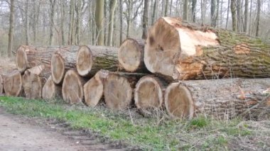 Birçok kesik ağaç gövdesi ormanda bir sırada yatar. Doğayı yasa dışı ağaç kesiminden korumak.