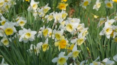 Güneşli bir bahar gününde yeşil bir çimenlikte çiçek açan bir sürü nergis çiçeği.