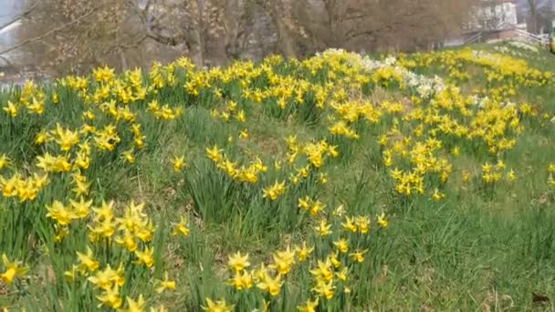 Många vackra blommande blommor av påskliljor på en grön gräsmatta en solig vårdag — Stockvideo