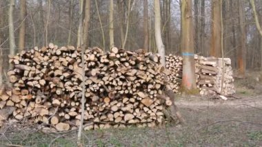 Birçok kesik ağaç gövdesi ormanda bir sırada yatar. Doğayı yasa dışı ağaç kesiminden korumak.