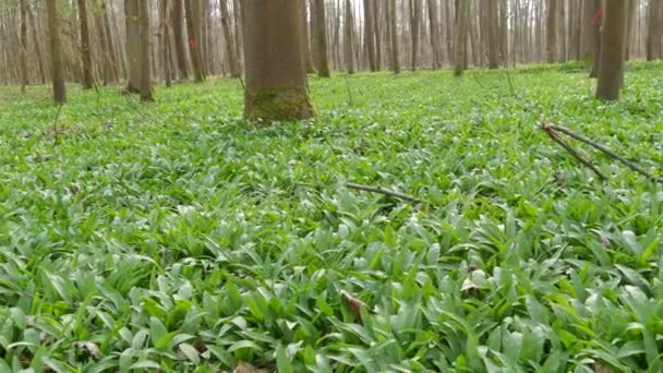 Glade forestal esparcido con ajo verde silvestre o ajo silvestre Allium ursinum — Vídeo de stock