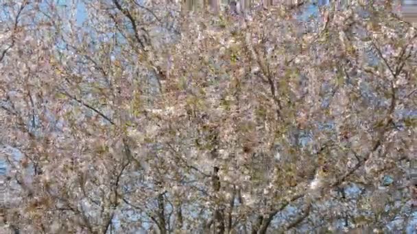 Kirsikkapuu kukkii tiheästi valkoisilla kukilla taivasta vasten kevätpäivänä — kuvapankkivideo