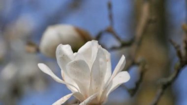 Güzel beyaz manolya çiçekleri ilkbaharda mavi gökyüzü manzarayı örtüyor