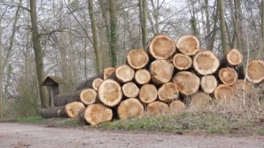 Bir yığın kütük. Kesilmiş bir ağacın gövdesinin bir parçası. Kereste endüstrisi. Yol kenarındaki kestirme yol. Oduncular ormandaki ağaçları kestiler. Ahşap ürünler