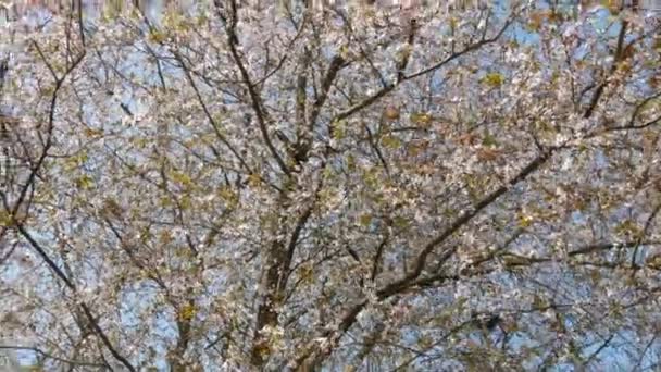 Cerejeira densamente florescendo com flores brancas contra o céu em um dia de primavera — Vídeo de Stock
