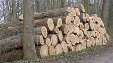 Bir yığın kütük. Kesilmiş bir ağacın gövdesinin bir parçası. Kereste endüstrisi. Yol kenarındaki kestirme yol. Oduncular ormandaki ağaçları kestiler. Ahşap ürünler