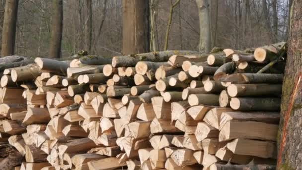 Muitos troncos de árvores cortadas jazem em uma fileira na floresta. Protecção da natureza contra o corte ilegal de árvores — Vídeo de Stock