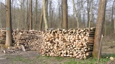 Birçok kesik ağaç gövdesi ormanda bir sırada yatar. Doğayı yasa dışı ağaç kesiminden korumak.