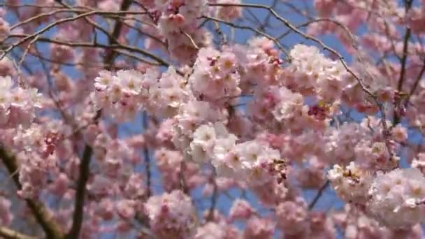 Ανοιξιάτικη σκηνή με ροζ άνθη. Όμορφη φύση σκηνή με ανθισμένα βερίκοκα σε ηλιόλουστη μέρα την άνοιξη. Ανοιξιάτικα λουλούδια Όμορφος οπωρώνας. — Αρχείο Βίντεο